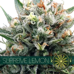 Supreme Lemon