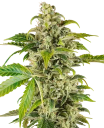 Sweet and Sour Cream Auto