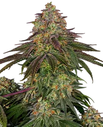 Sweet Cherry Kush