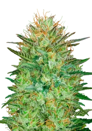 Sweet Critical Auto