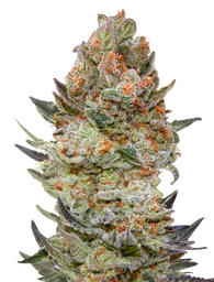 Sweet Critical CBD