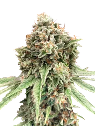Sweet Critical FAST