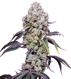 Sweet Mandarine Zkittlez F1 Fast Version