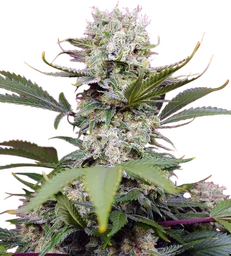 Sweet Mandarine Zkittlez XL Auto