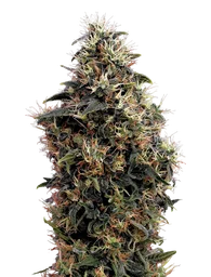 Sweet Mango Auto