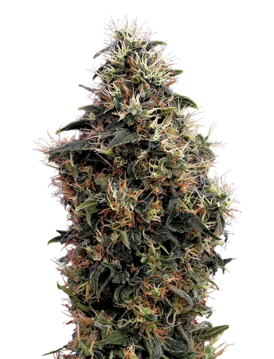 Sweet Mango Auto