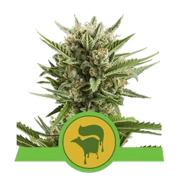 Sweet Skunk Auto