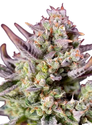 Sweet Zenzation XL Auto