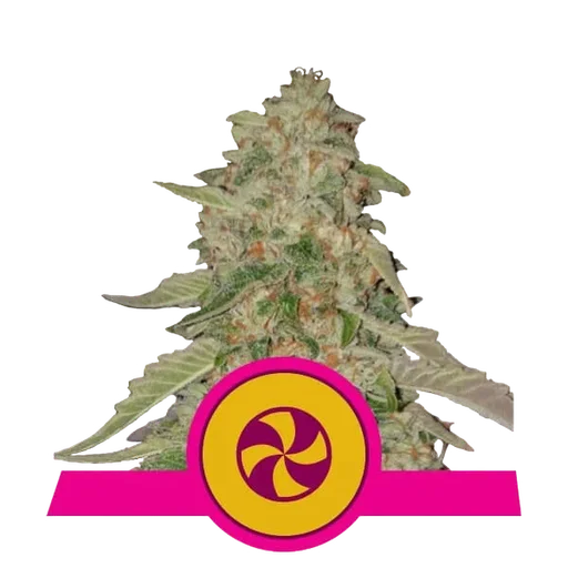 Sweet ZZ (formerly Sweet Zkittlez)