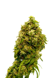 Swiss Dream CBD