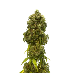 Swiss Dream CBD Auto