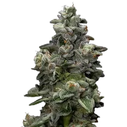 Bakers Delight