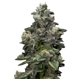 Bakers Delight