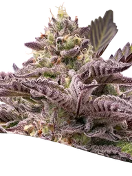 Tahiti Vibez Auto