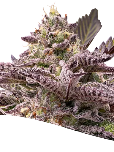 Tahiti Vibez Auto