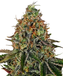 Tangerine Dream Auto