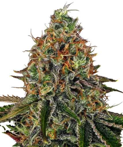 Tangerine Dream Auto