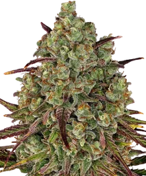 Tangerine Dream