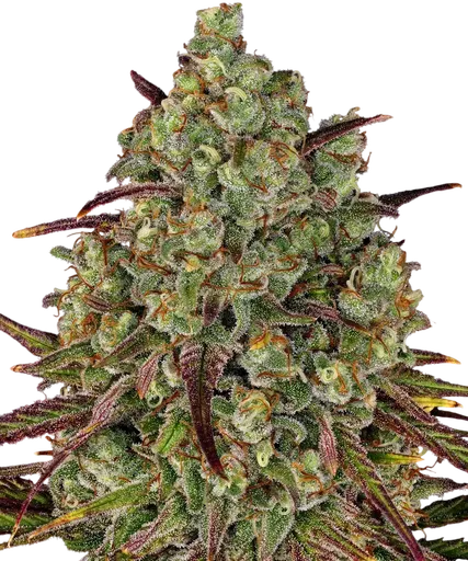 Tangerine Dream