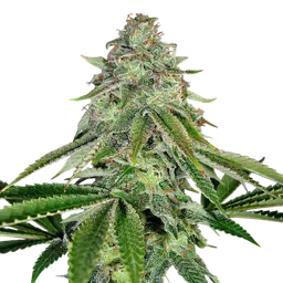 Bakers Delight Auto