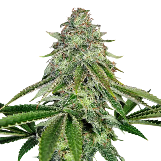 Bakers Delight Auto
