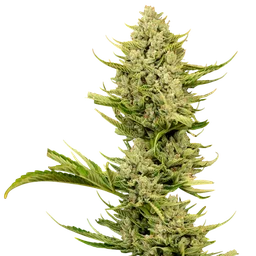 Tangerine Snow F1 Fast