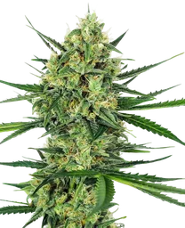 Tangerine Sugar