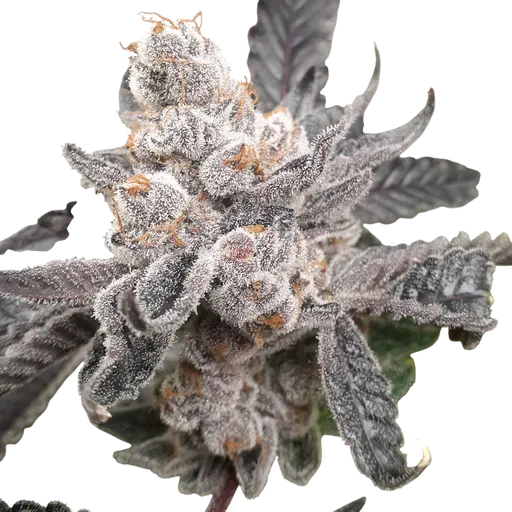 Bakers Fruit