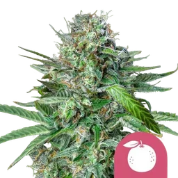 Tangie