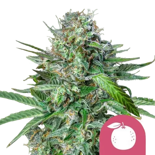 Tangie