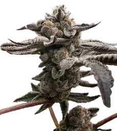 Tangie Candie