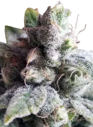 Tangie Cookies