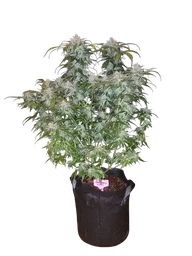Tangie Matic Auto