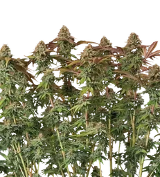 Terp & Tonic Auto