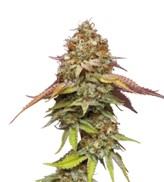 Terp & Tonic