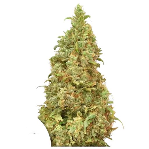 THC-Victory
