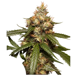THC-Victory Auto
