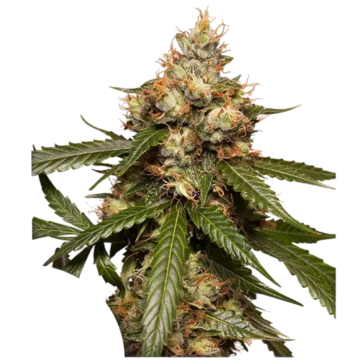 THC-Victory Auto