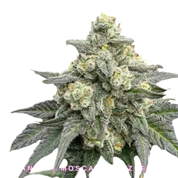 BananaBerry Crunch