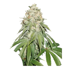 Banana Blaze