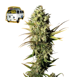The White OG