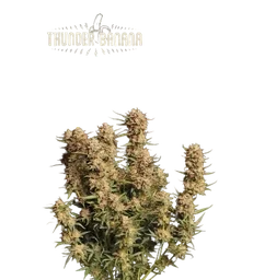 Thunder Banana Auto