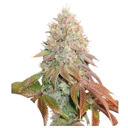 Banana Blaze Auto