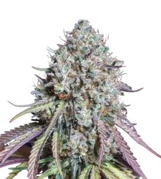 Thunder Banana