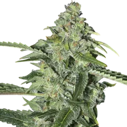 TNT Kush CBD