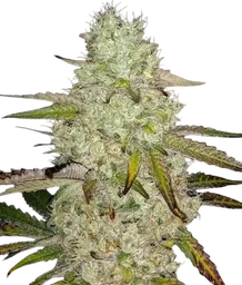 Toasted R1