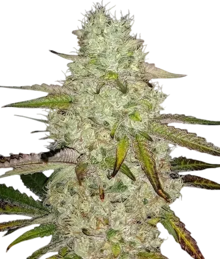 Toasted R1