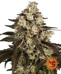 Trainwreck