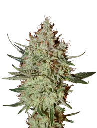 Trainwreck