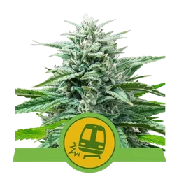 Trainwreck Auto